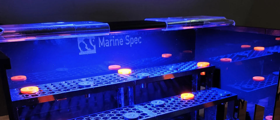 Stepped frag rack lit in blue with orange topped frag plugs in a reef tank