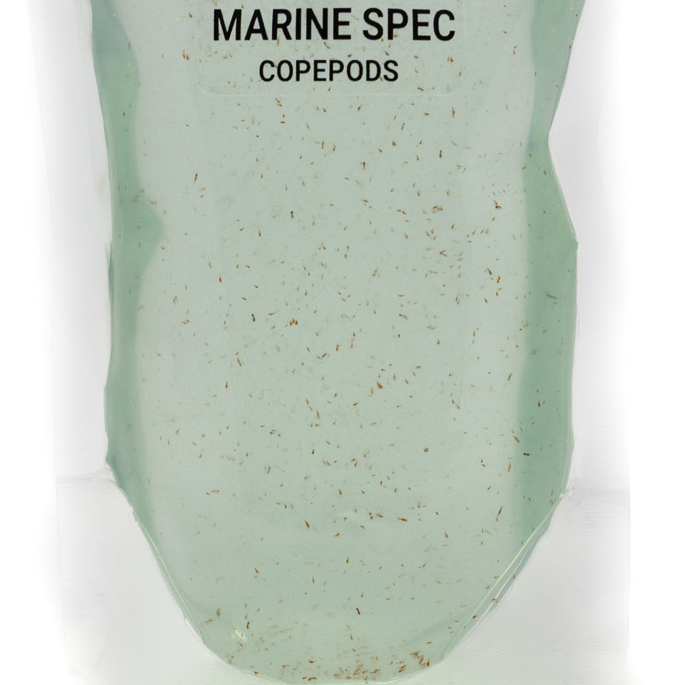 Close up of live copepods suspended in the Marine Spec pouch