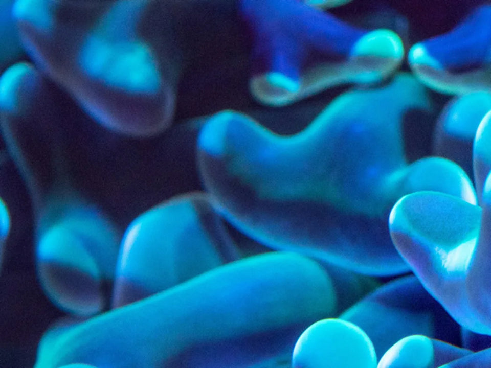Close up of blue and teal hammer coral tentacles glowing in the dark, from The Spiritual Reefer channel art