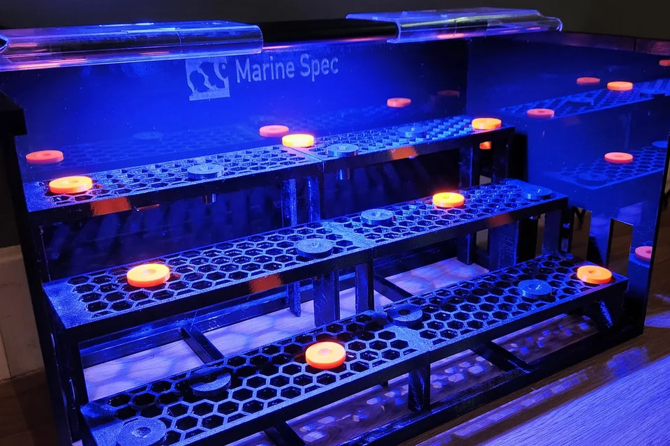 3 tier sump frag rack lit by blue light with orange frags in place