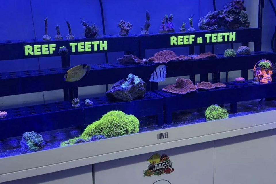 Custom 3 tier frag racks with a luminous yellow logo mounted in a lit reef tank holding corals