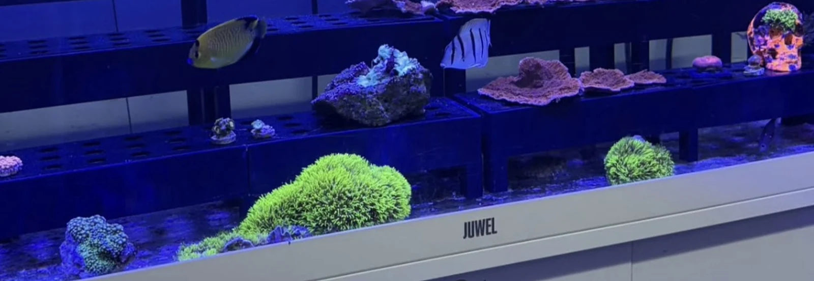 Corals and fish placed at different heights on the tiers of a frag rack in a blue lit reef tank