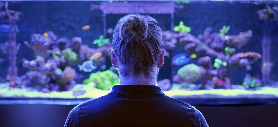 Harry from behind looking at a large mixed reef tank lit in blue