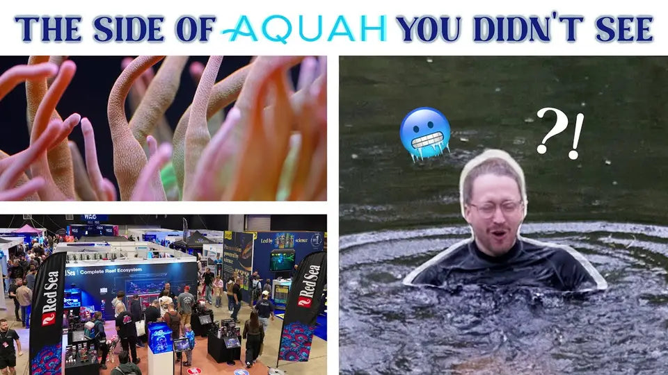 Video thumbnail: The Real Reason People Go to Aquarium Shows