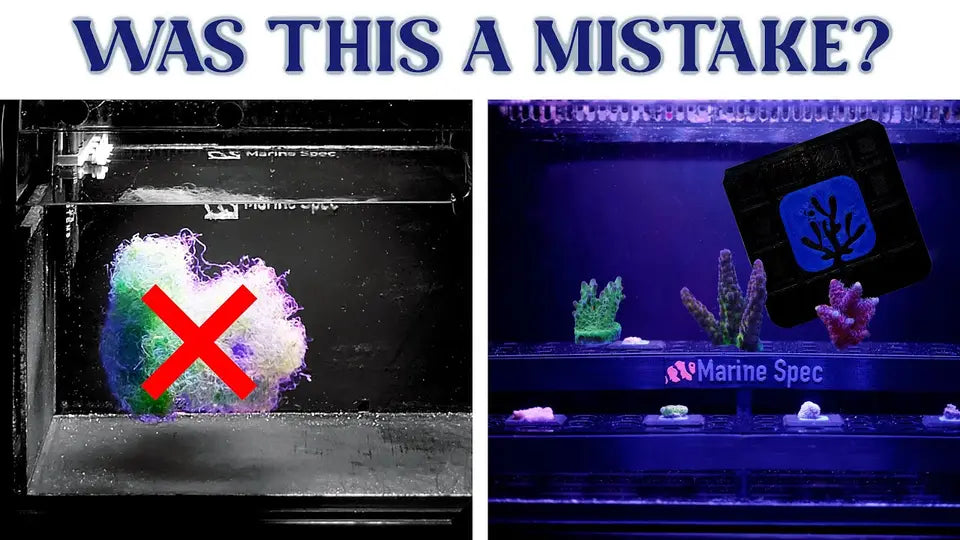 Video thumbnail: They Lied to Us About Refugiums: Why I Rebuilt My Sump Into a Frag Tank